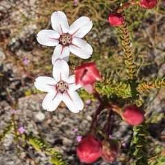 Adenandra