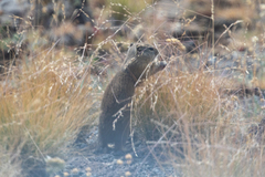 Urocitellus beldingi