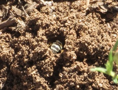 Halictus ligatus