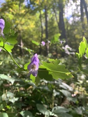 Aconitum uncinatum