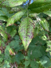 Diplocarpon rosae
