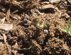 Halictus ligatus