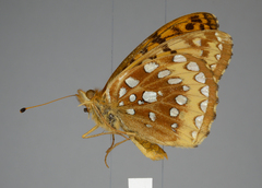 Speyeria cybele pseudocarpenteri
