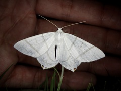 Ourapteryx obtusicauda