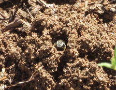 Halictus ligatus
