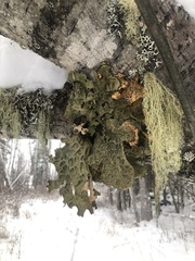 Lobaria pulmonaria