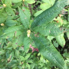 Rhododendron viscosum