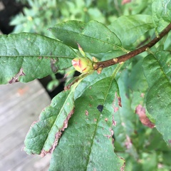 Rhododendron viscosum