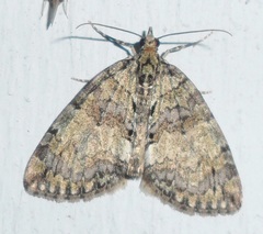 Hydriomena transfigurata