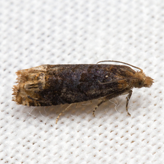 Eucosma ochroterminana