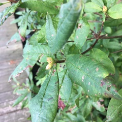 Rhododendron viscosum