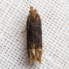 Eucosma ochroterminana