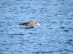 Macronectes giganteus