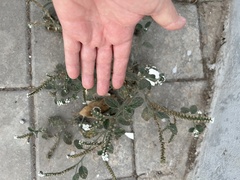 Heliotropium europaeum