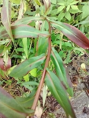 Canadanthus modestus