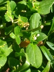 Richardia brasiliensis