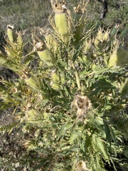 Mentzelia decapetala