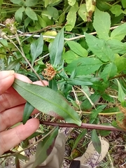 Canadanthus modestus