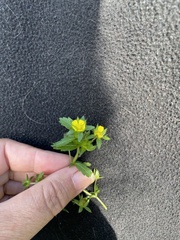 Potentilla simplex