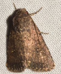 Caradrina germainii