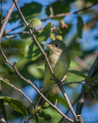 Empidonax flaviventris
