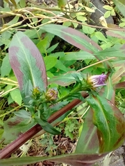Canadanthus modestus