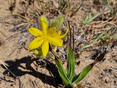 Hypoxis obtusa