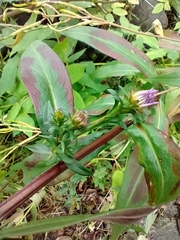 Canadanthus modestus