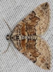 Dysstroma brunneata