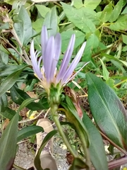 Canadanthus modestus