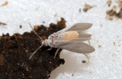 Coniopteryginae