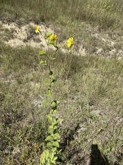 Silphium perplexum