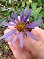 Canadanthus modestus