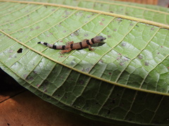 Sphaerodactylus homolepis