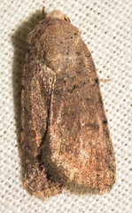 Caradrina flavirena