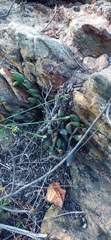 Adromischus filicaulis