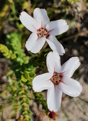 Adenandra