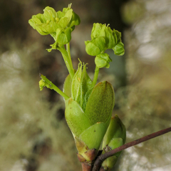 Acer platanoides