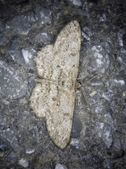 Hypomecis punctinalis conferenda