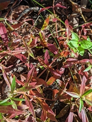 Angiospermae