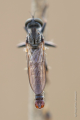 Cerdistus erythrurus