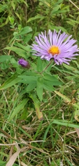 Symphyotrichum novae-angliae
