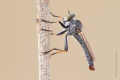 Cerdistus erythrurus