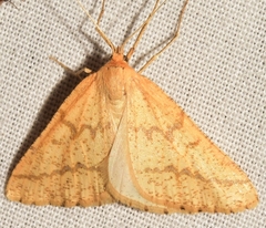 Aspitates ochrearia