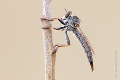 Cerdistus erythrurus