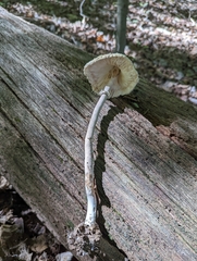 Macrolepiota procera