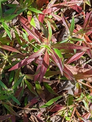Angiospermae