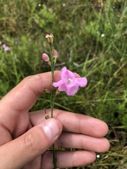 Agalinis linifolia