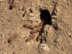 Pogonomyrmex californicus