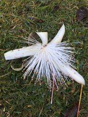 Pseudobombax grandiflorum